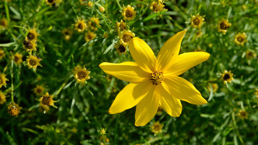 Nachyłek okółkowy (Coreopsis verticillata)