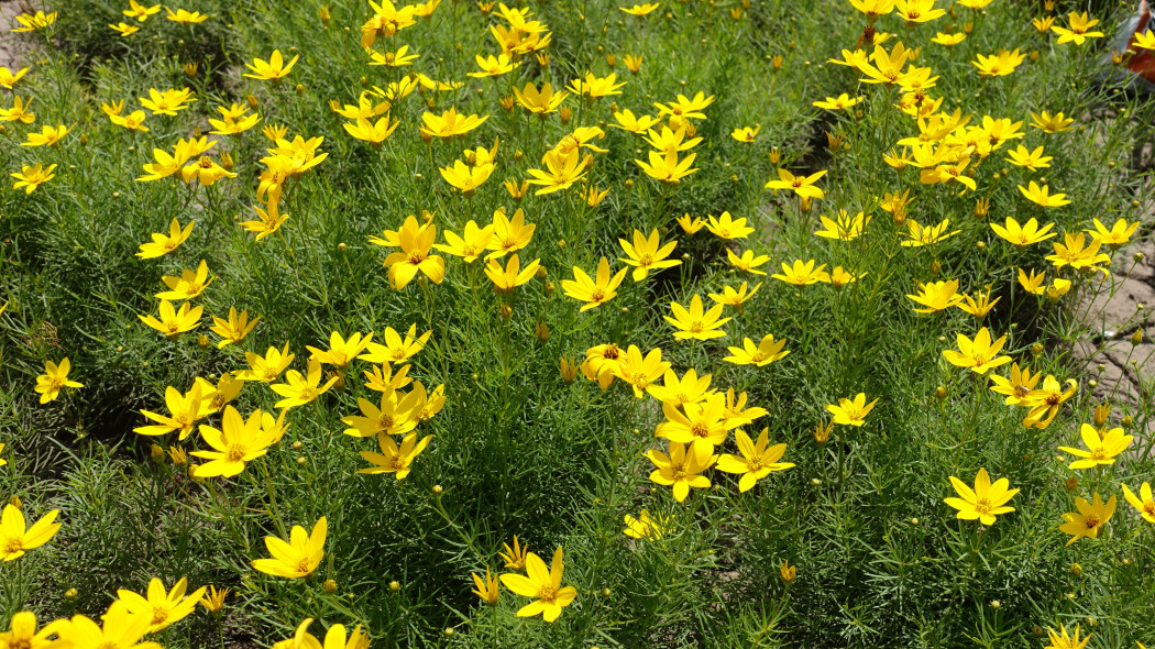 Nachyłek okółkowy (Coreopsis verticillata)