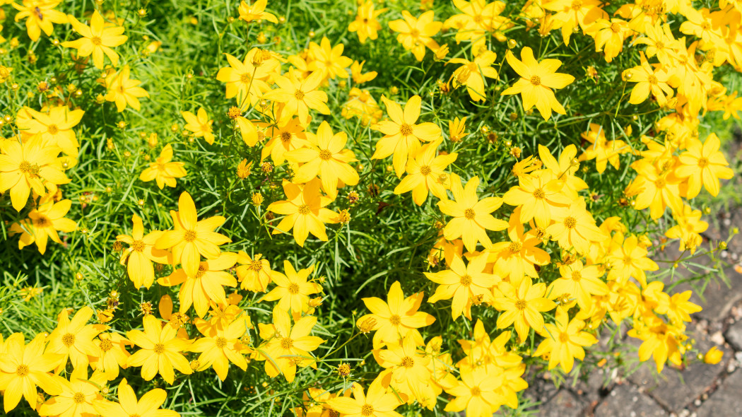 Nachyłek okółkowy (Coreopsis verticillata)