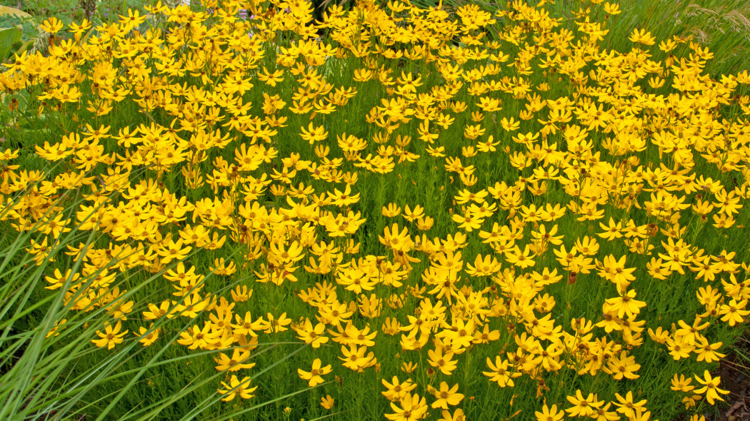 Nachyłek okółkowy (Coreopsis verticillata)