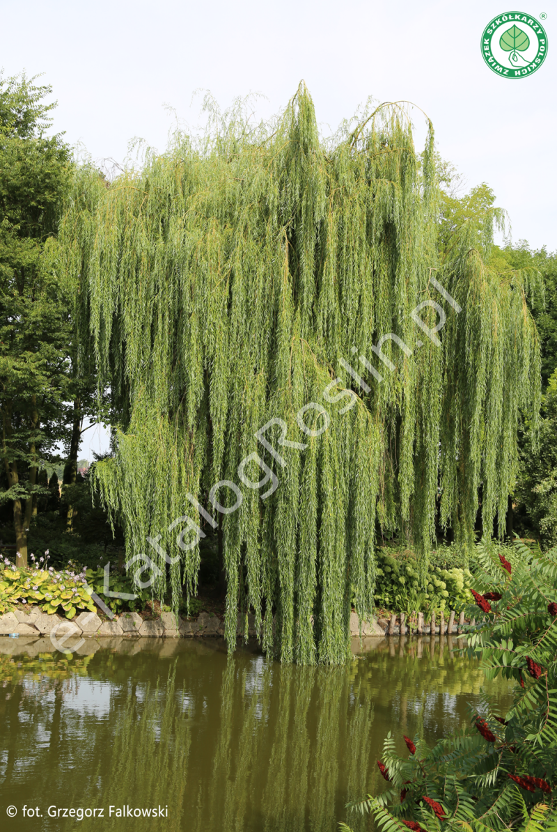 wierzba nagrobna Salix sepulcralis Chrysocoma w parku nad wodą