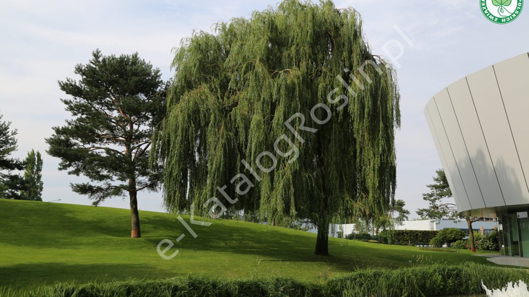 Wierzba nagrobna Salix sepulcralis Chrysocoma Fot. Grzegorz Falkowski