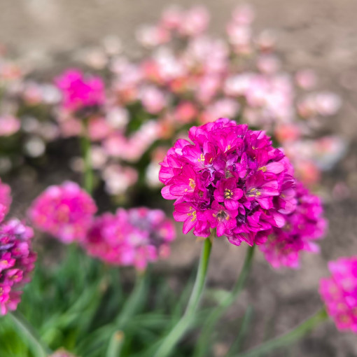 Zawciąg nadmorski 'Rosea'