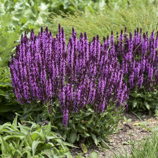 Szałwia omszona 'Pink Profusion'