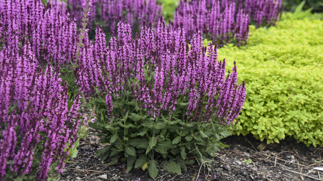 Szałwia omszona 'Pink Profusion'