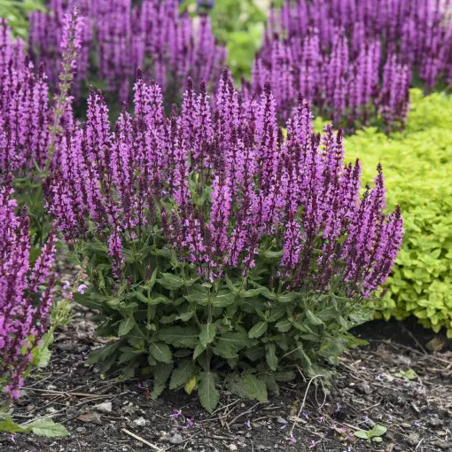 Szałwia omszona 'Pink Profusion'