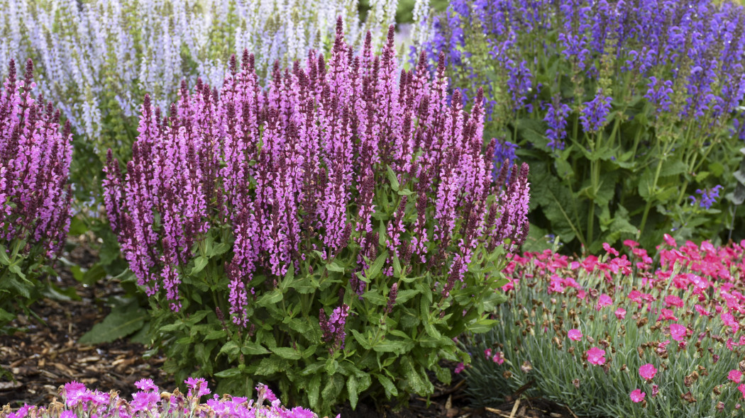 Szałwia omszona 'Pink Profusion'