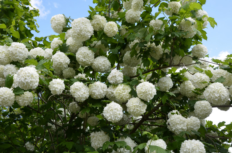 Kalina koralowa ‘Roseum’ o kwiatostanach jak śnieżne kule.