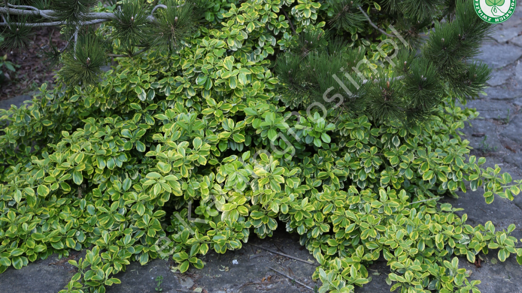 zimozielona trzmielina Fortunea (Euonymus fortunei) Canadale Gold w ogrodzie