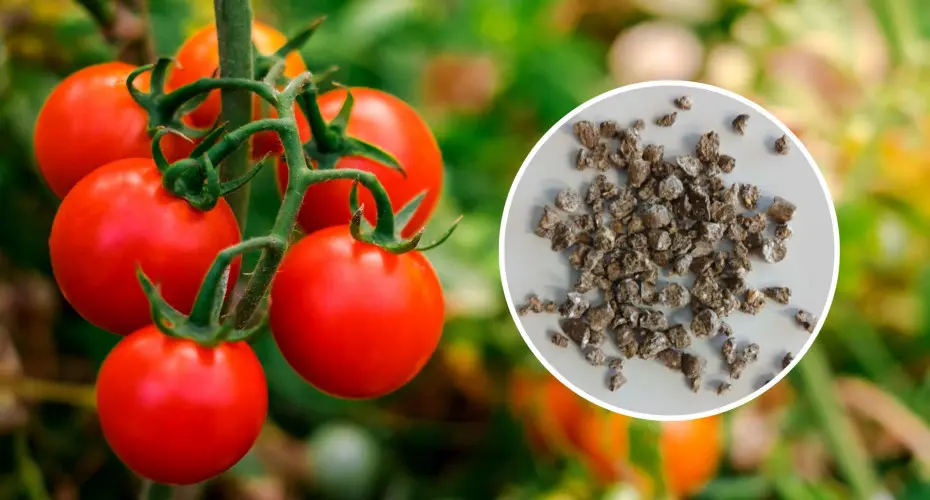 Chcesz mieć rekordowe plony pomidorów? Wypróbuj "trik" z tym nowym nawozem