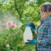 Jak pozbyć się ziemiórek bez chemicznych preparatów? Wystarczą te dwie rzeczy
