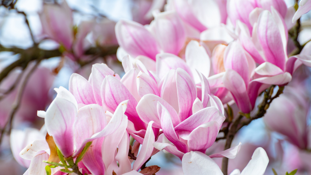 Nawożenie magnolii