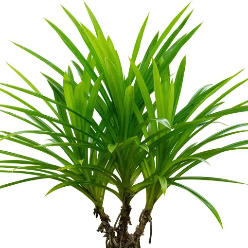 Pandan amarylkolistny