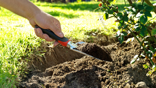 Organiczne nawożenie róż – jak i czym naturalnie zasilać krzewy, by kwitły obficie?