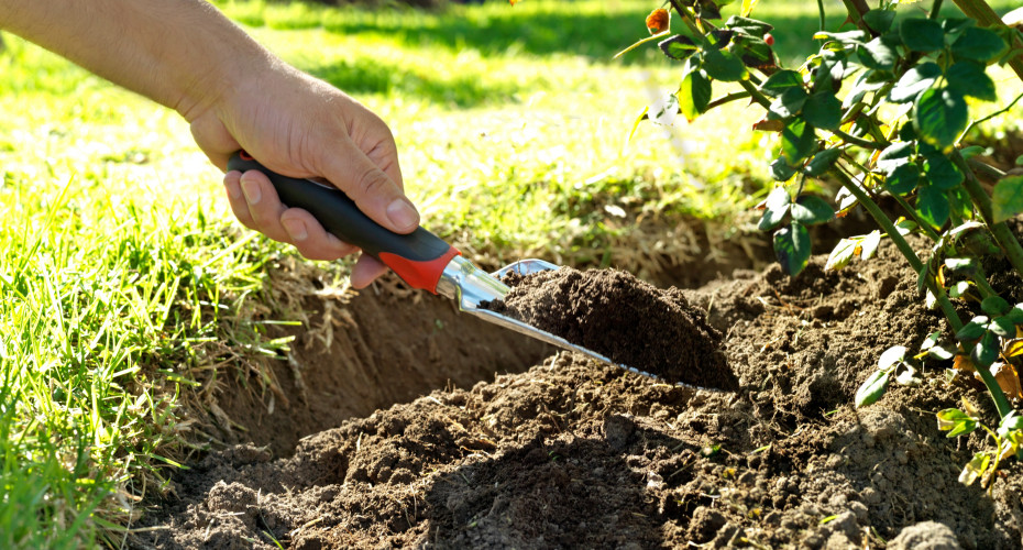 Organiczne nawożenie róż – jak i czym naturalnie zasilać krzewy, by kwitły obficie?