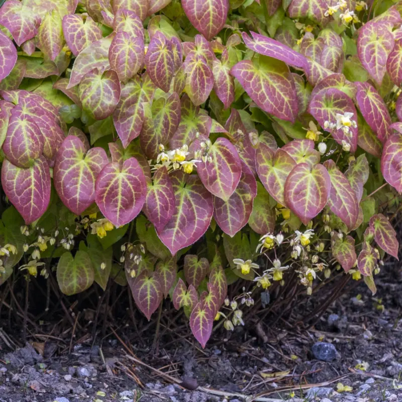 Purpurowe liście i żółte kwiaty epimedium pstrego 'Sulphureum'