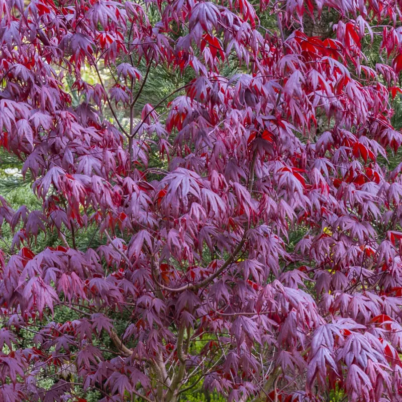 Purpurowe liście klonu japońskiego 'Bloodgood'