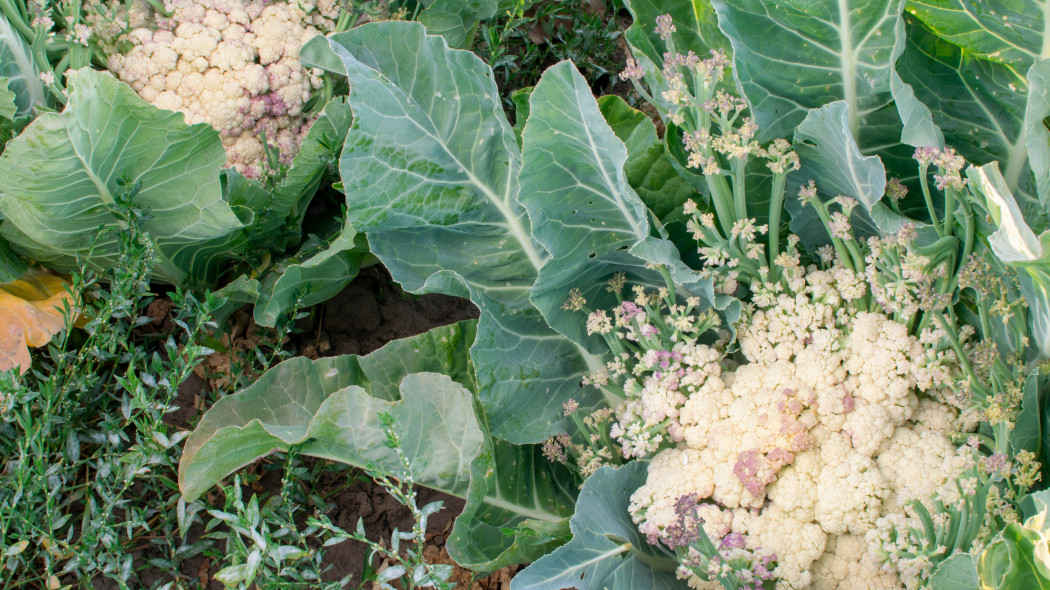 Kalafior (Brassica oleracea var. botrytis)