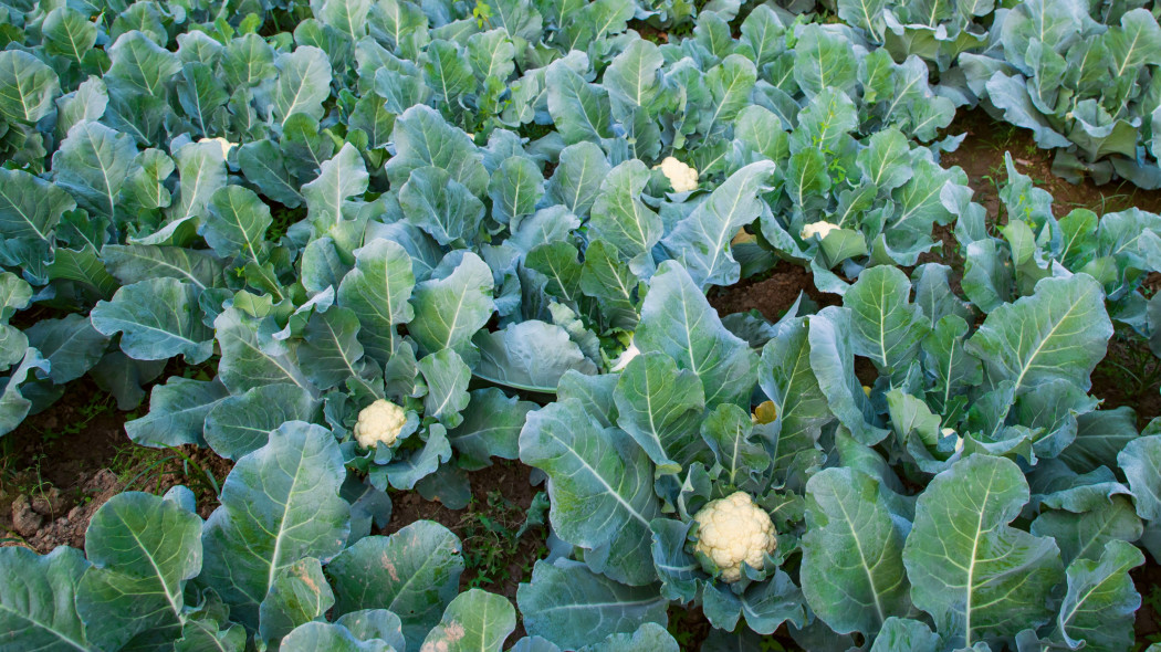 Kalafior (Brassica oleracea var. botrytis)