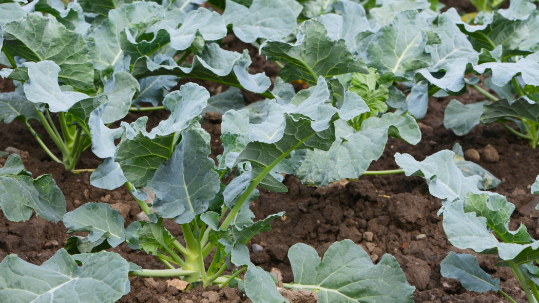 Kalafior (Brassica oleracea var. botrytis)
