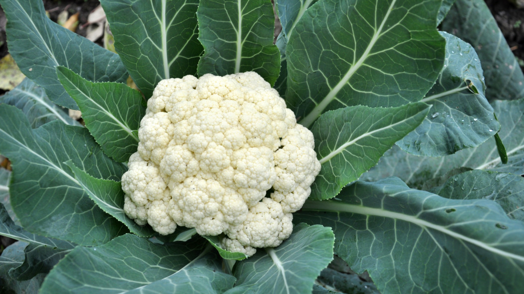 Kalafior (Brassica oleracea var. botrytis)
