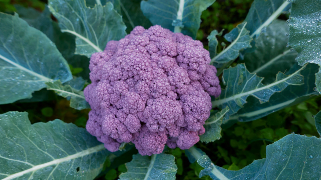 Kalafior (Brassica oleracea var. botrytis)