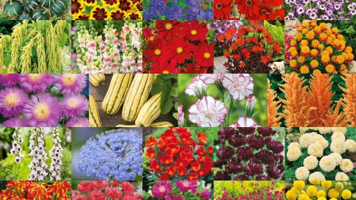 Ogród zaczyna się od nasion! Jakie kwiaty warto posiać tej wiosny? Oto 30+ hitów na sezon 2025