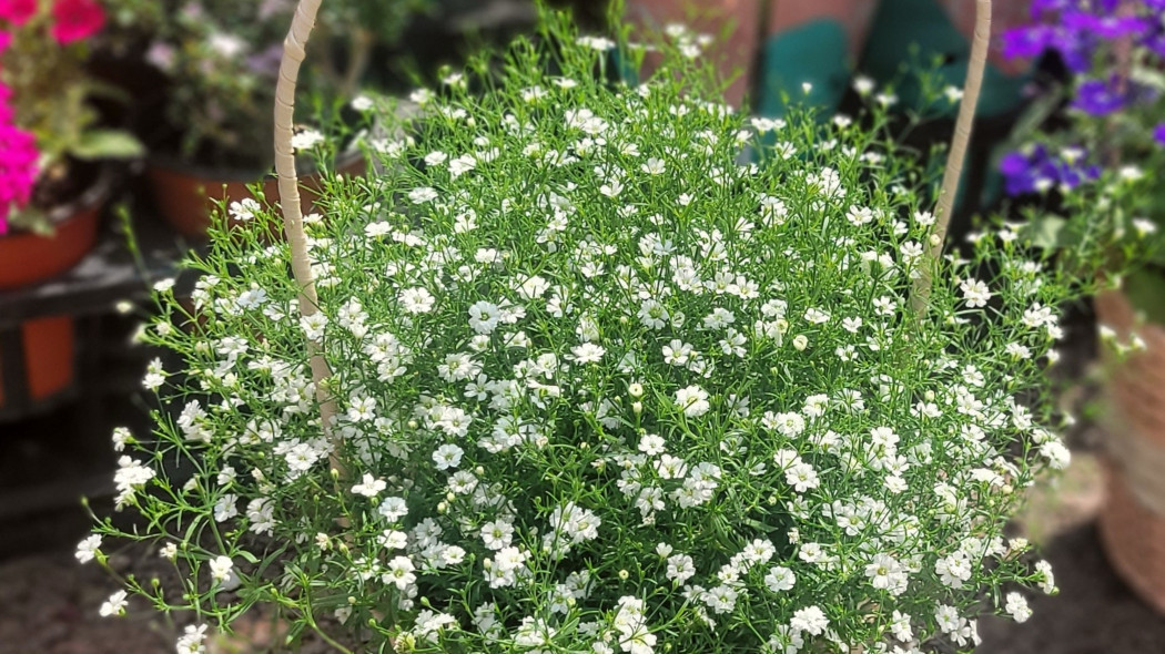 Gipsówka wytworna (Gypsophila elegans)