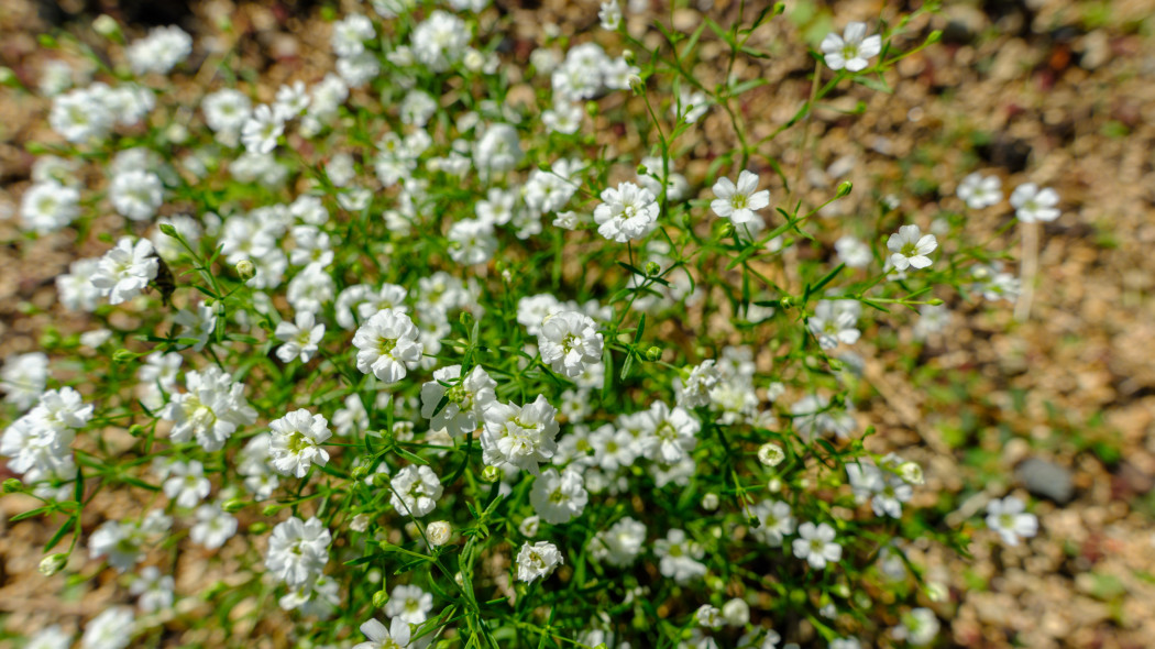 Gipsówka wytworna (Gypsophila elegans)