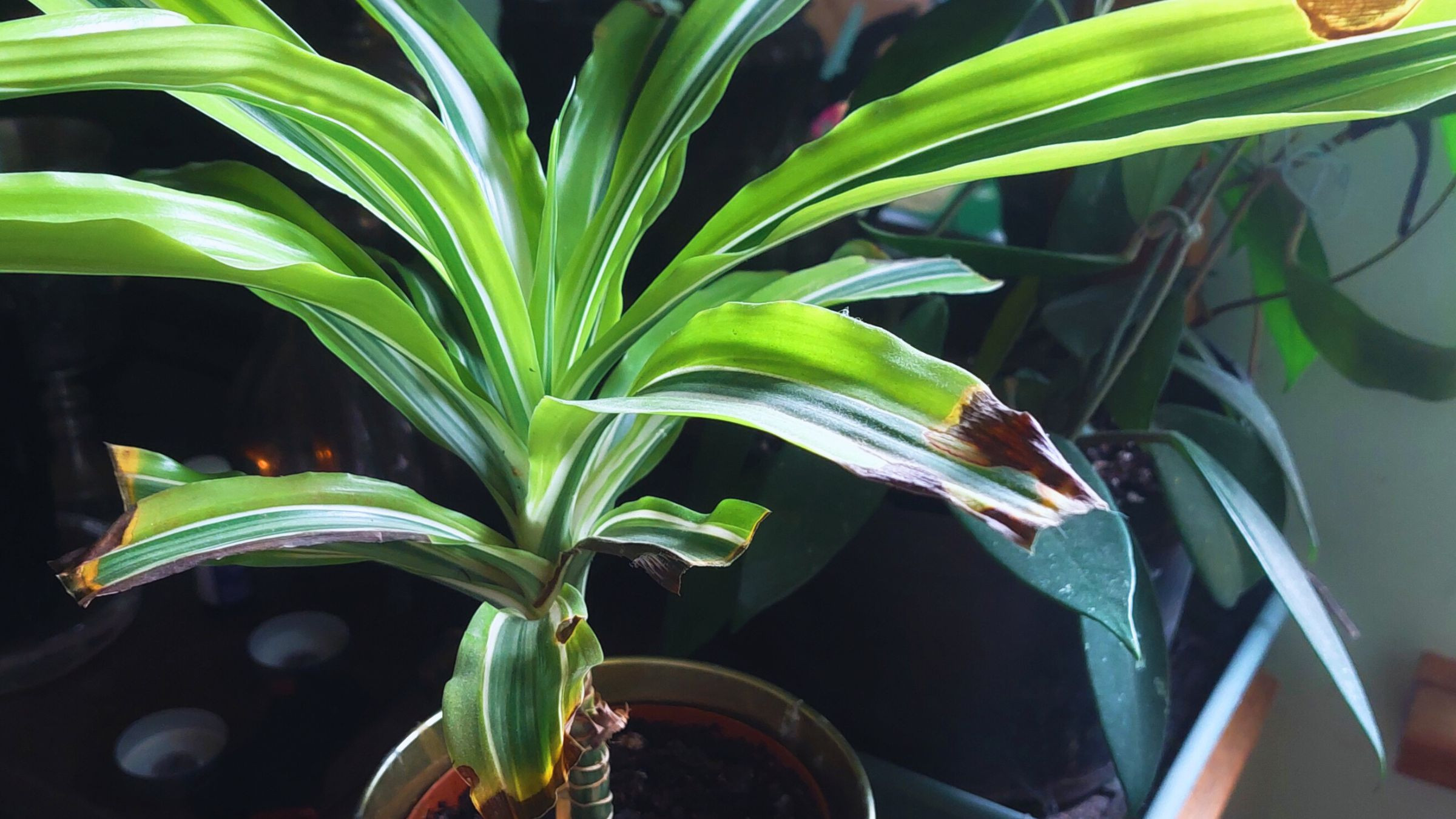 Dracena zostaa przelana zim? Odratuj j krok po kroku