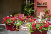 Odporne na ślimaki kompozycje roślinne z pelargoniami 