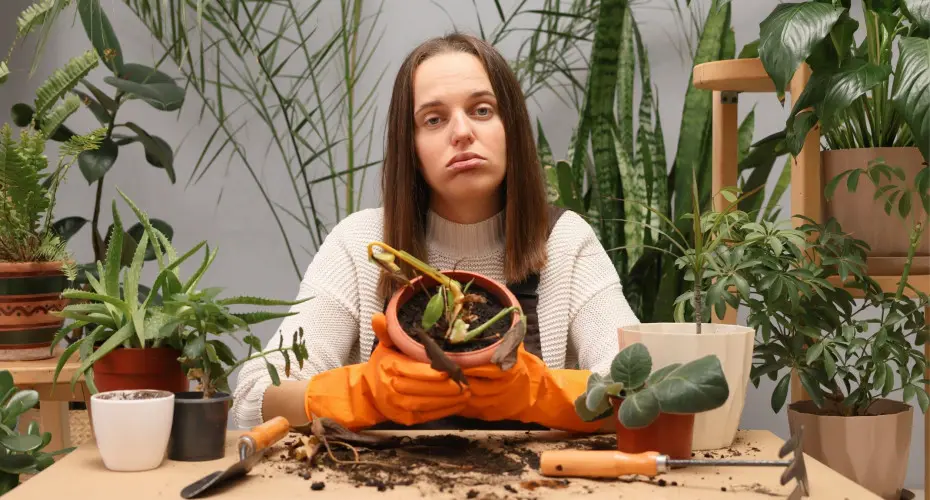 Jedna rzecz, której rośliny doniczkowe nie wybaczają. Pewnie robisz to codziennie