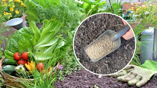 Nawożenie bez chemii? Te granulki długo działają, są w 100% naturalne i... mają więcej zalet 