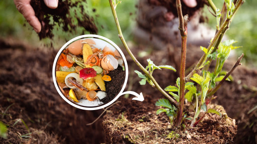 Nawóz z kuchni? Tak! Oto naturalne wsparcie dla ogrodu bez wydatków