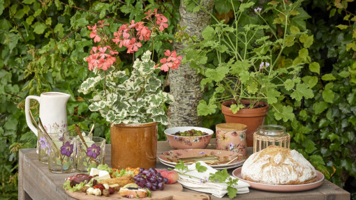 To nie są zwykłe pelargonie! Robią furorę na Instagramie
