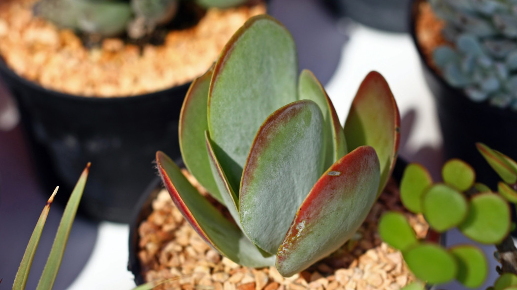 Kalanchoe wiechowate (Kalanchoe thyrsiflora)