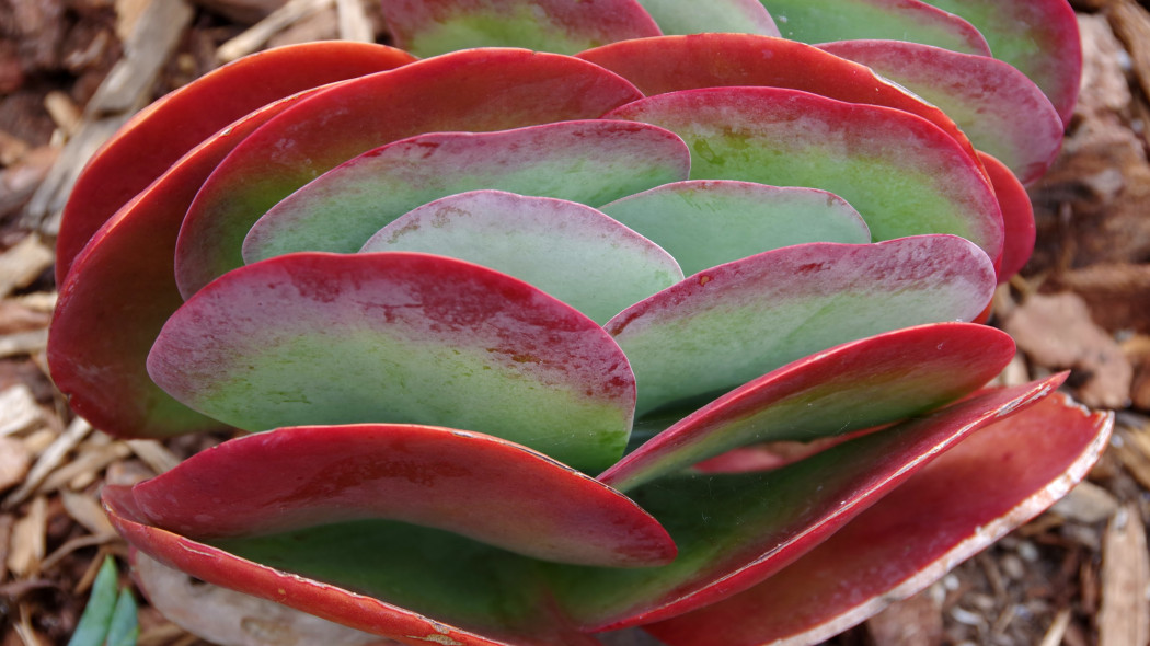 Kalanchoe wiechowate (Kalanchoe thyrsiflora)