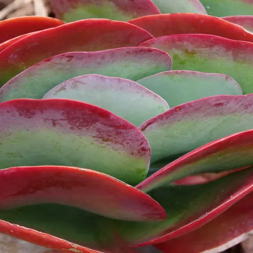 Kalanchoe wiechowate
