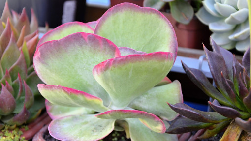 Kalanchoe wiechowate