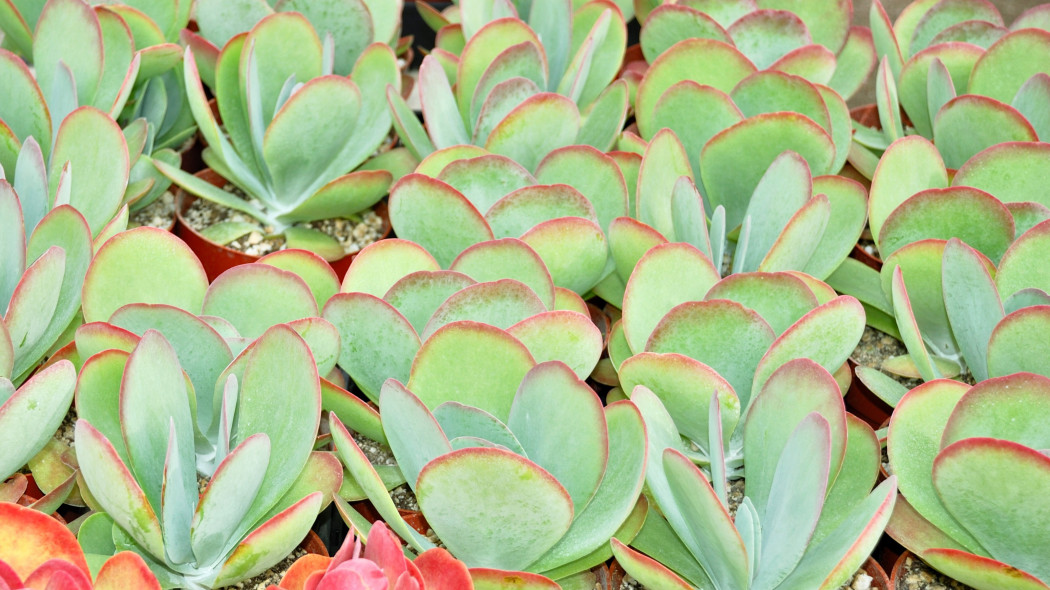 Kalanchoe wiechowate (Kalanchoe thyrsiflora)