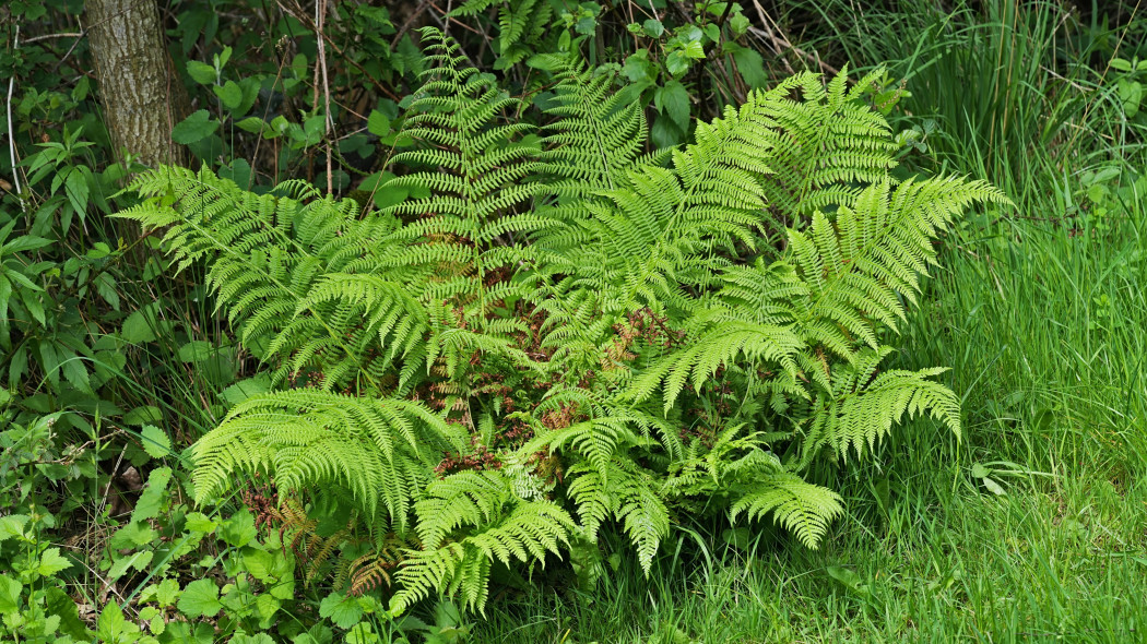 Wietlica samicza (Athyrium filix-femina)