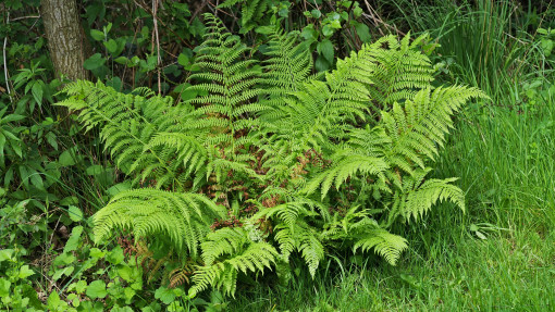 Wietlica samicza
