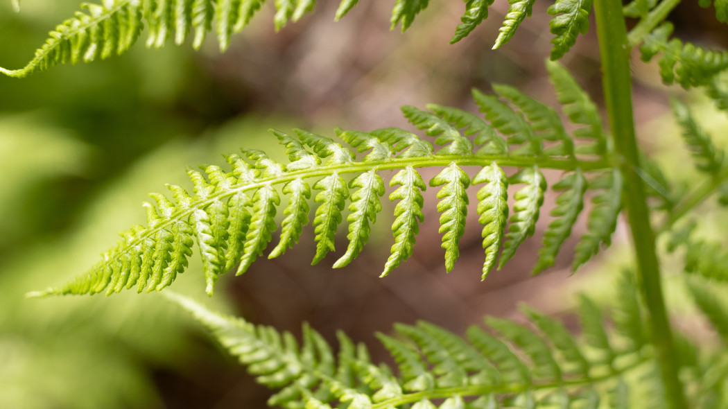 Wietlica samicza (Athyrium filix-femina)