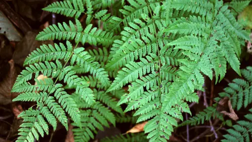 Wietlica samicza
