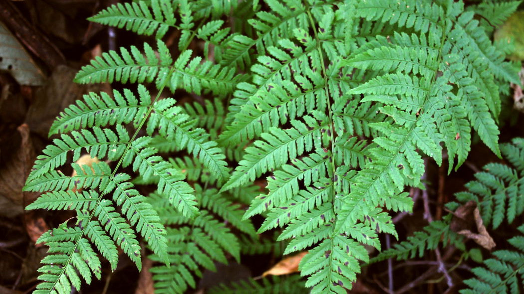 Wietlica samicza (Athyrium filix-femina)