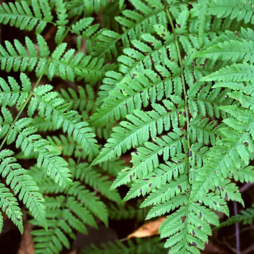 Wietlica samicza