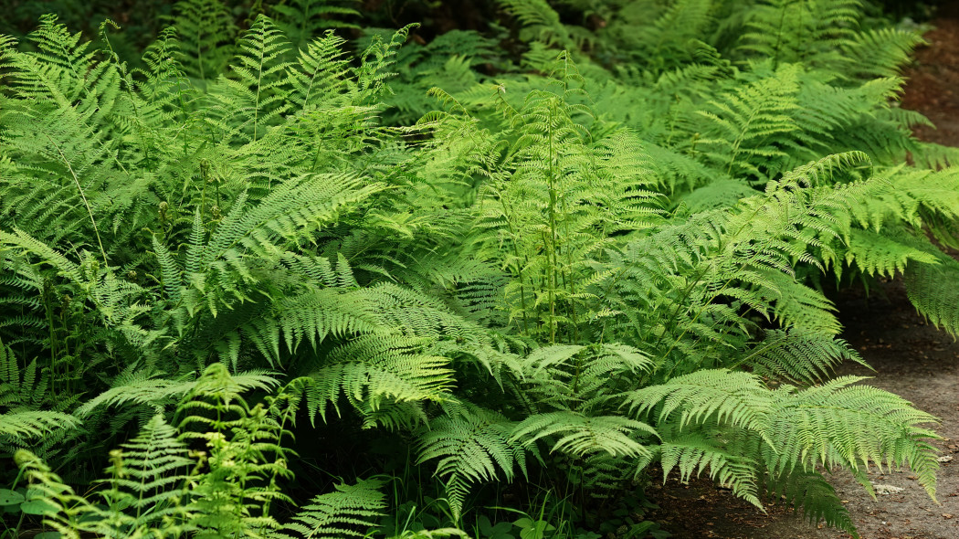 Wietlica samicza (Athyrium filix-femina)