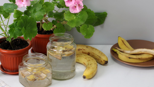 Woda bananowa do roślin doniczkowych. Jak zrobić? Jak stosować?