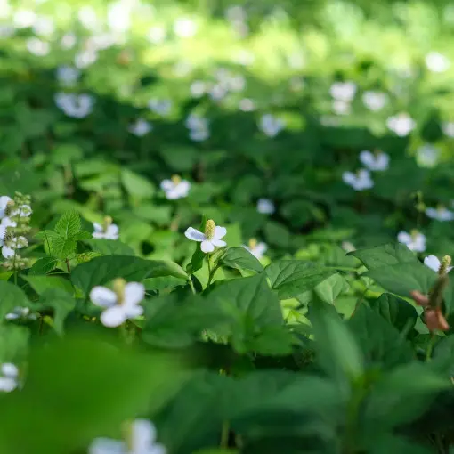 Pstrolistka sercowata