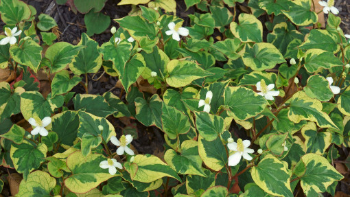 Pstrolistka sercowata